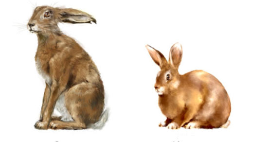 Чем отличается заяц от кролика