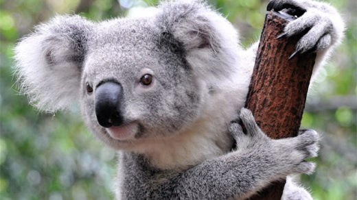 mokraya-koala-foto-5