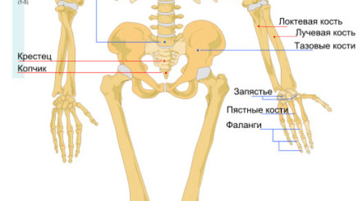 skelet-cheloveka-vid-speredi