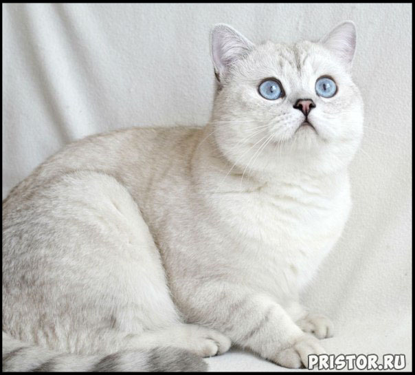 Кошки британской породы фото, британские коты - фото 4