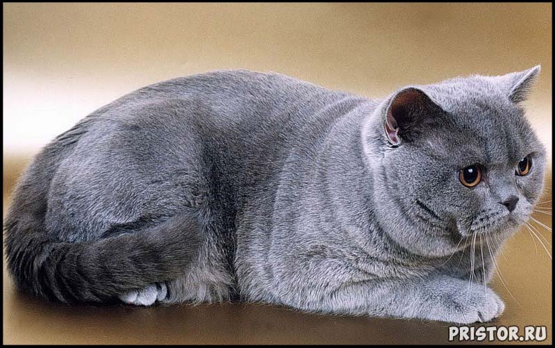 Кошки британской породы фото, британские коты - фото 2