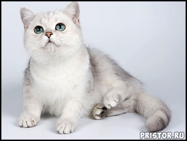 Кошки британской породы фото, британские коты - фото 3