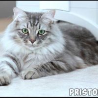 Сибирская кошка - описание породы, фото, содержание и уход 3