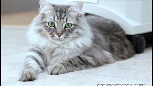 Сибирская кошка - описание породы, фото, содержание и уход 3