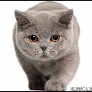 Кошки британской породы фото, британские коты - фото 5