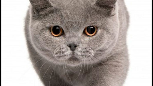 Кошки британской породы фото, британские коты - фото 5