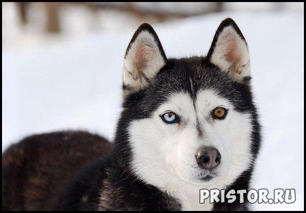 Порода собак Хаски - фото прикольные, красивые 8