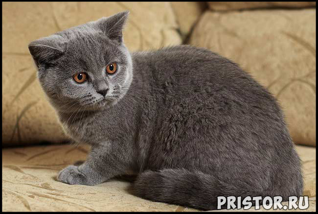 Кошки британской породы фото, британские коты - фото 8