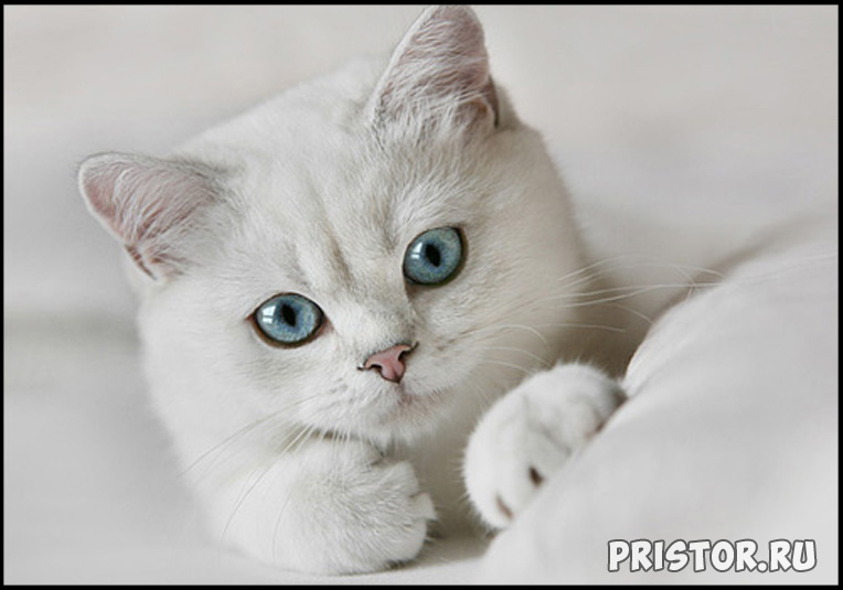 Кошки британской породы фото, британские коты - фото 9