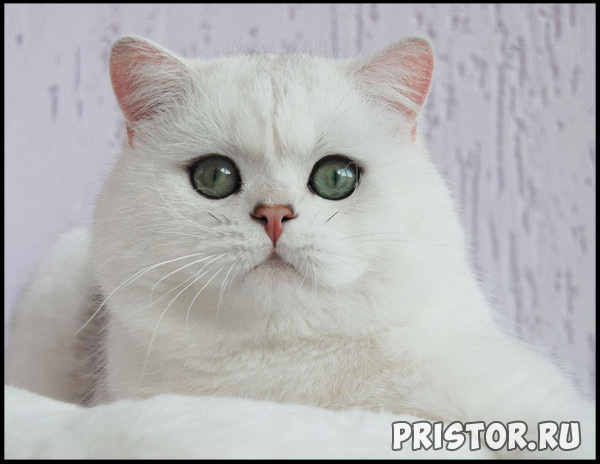 Кошки британской породы фото, британские коты - фото 10