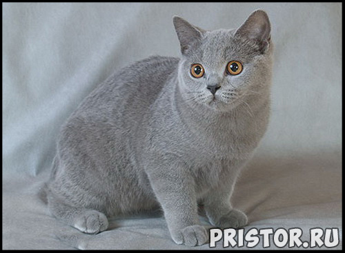 Кошки британской породы фото, британские коты - фото 11