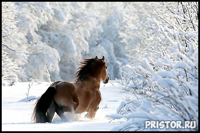 Красивые фото зимней природы, зима - красивые фото природы 3