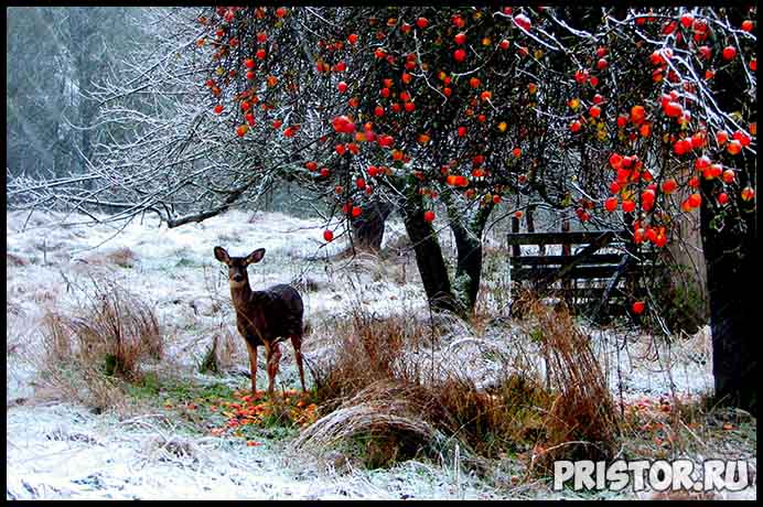 Красивые фото зимней природы, зима - красивые фото природы 5