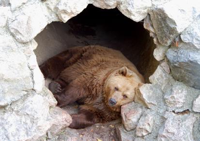 Медведь в берлоге картинки для детей - красивые и прикольные 4