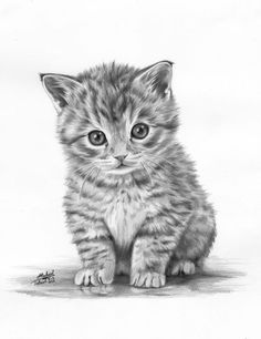 Рисунок кошки карандашом - прикольные и красивые картинки 2