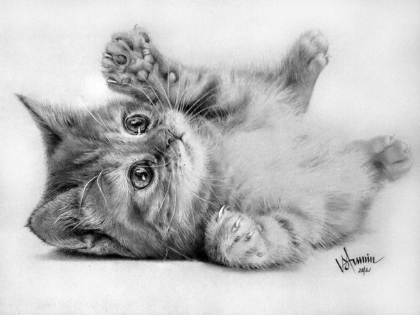 Рисунок кошки карандашом - прикольные и красивые картинки 5