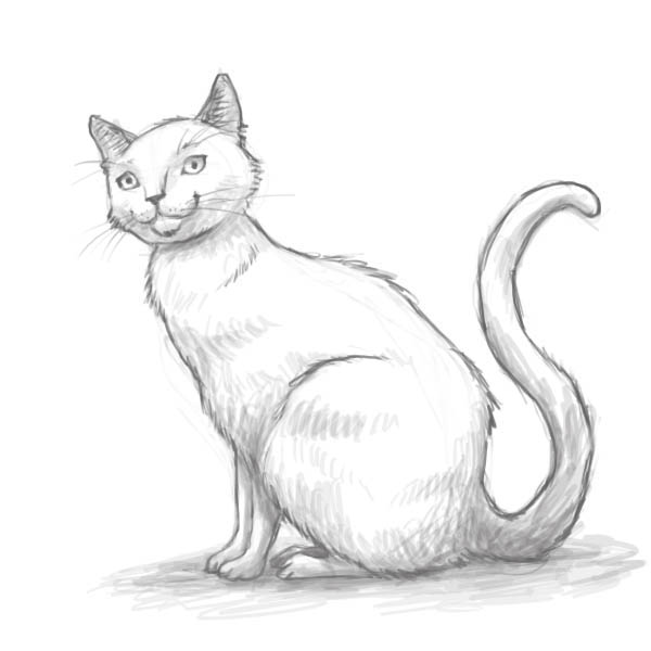 Рисунок кошки карандашом - прикольные и красивые картинки 6