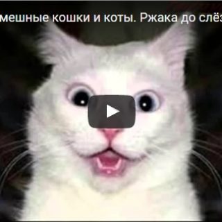 Смешные видео про кошек до слез - 2017