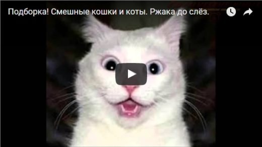 Смешные видео про кошек до слез - 2017