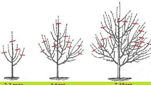 Схема обрезки дерева в зависимости от возраста
