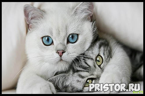 Фото кошек и котят разных пород - прикольные картинки 13