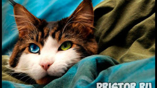 Фото кошек и котят разных пород - прикольные картинки 15
