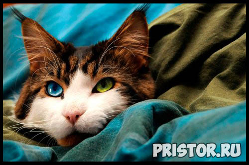 Фото кошек и котят разных пород - прикольные картинки 15