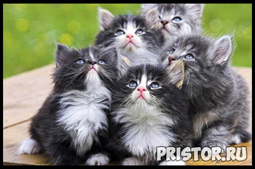 Фото кошек и котят разных пород - прикольные картинки 17