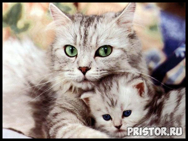 Фото кошек и котят разных пород - прикольные картинки 3
