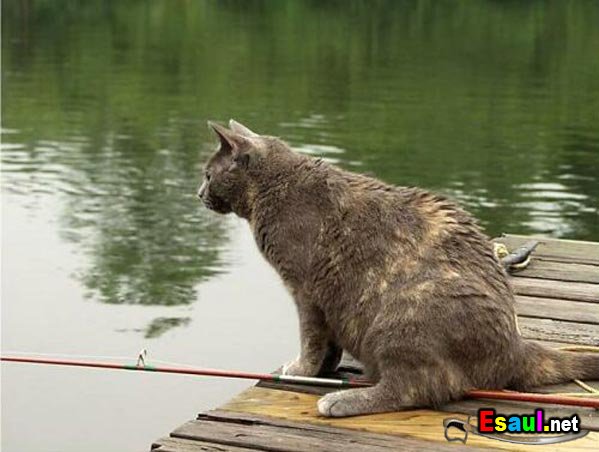 Фото приколы про рыбалку, смешные приколы на рыбалке - фото 7