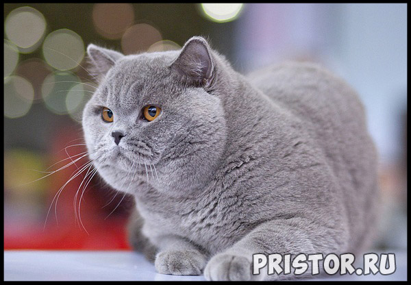 Кошки британской породы фото, британские коты - фото 14