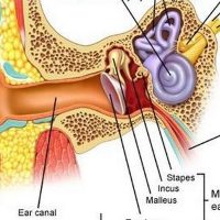Строение уха человека - схема с описанием, анатомия 1