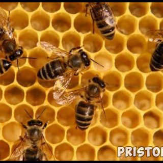 Подмор пчелиный - лечебные свойства и противопоказания, применение 1
