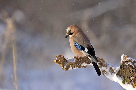 Живая природа зимой - фото красивые, удивительные, интересные 14