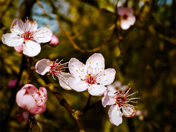 Картинки весна природа, красивые картинки весны в природе 1