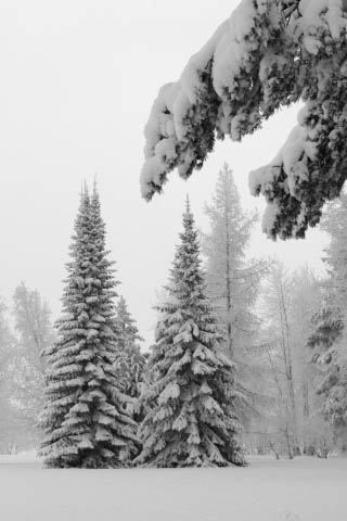 Картинки зима на телефон - красивые и прикольные скачать бесплатно 1