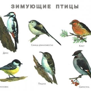 Картинки зимующие птицы - для детского сада красивые, прикольные 16