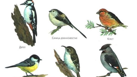Картинки зимующие птицы - для детского сада красивые, прикольные 16