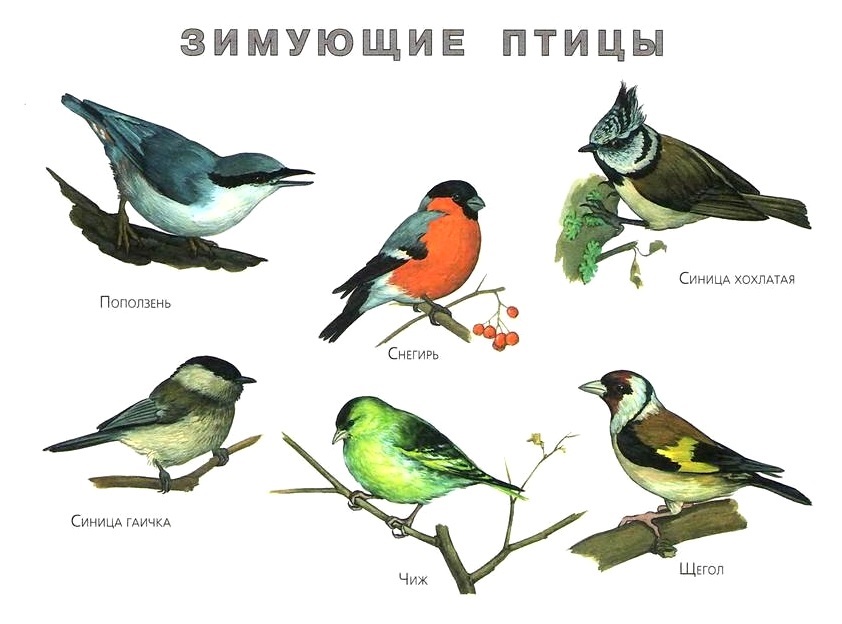 Картинки зимующие птицы - для детского сада красивые, прикольные 17