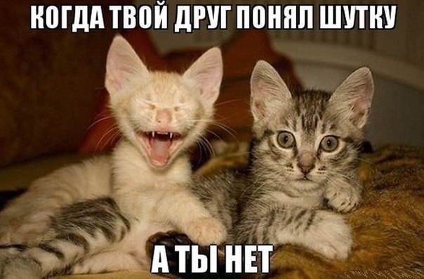 Кошки - смешные фото с надписями до слез, прикольные, ржачные 4