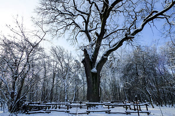 Очень красивые картинки зима природа, фото природы зимы - смотреть 11