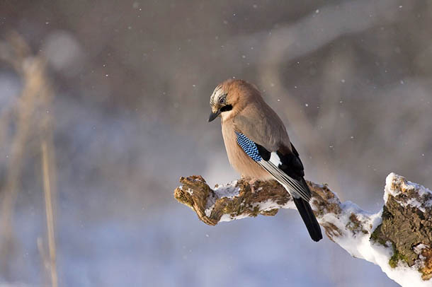 Природа зимы - картинки красивые, зимняя природа картинки 14