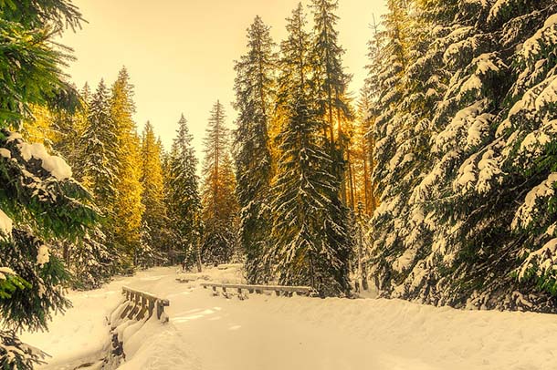 Природа зимы - картинки красивые, зимняя природа картинки 5