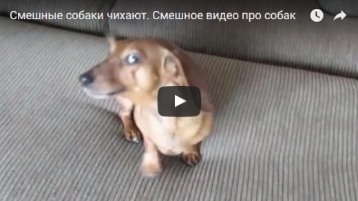 Ржачные и смешные собаки - видео до слез скачать бесплатно
