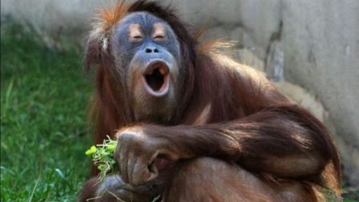 Ржачные и смешные фото про животных до слез - смотреть бесплатно 11