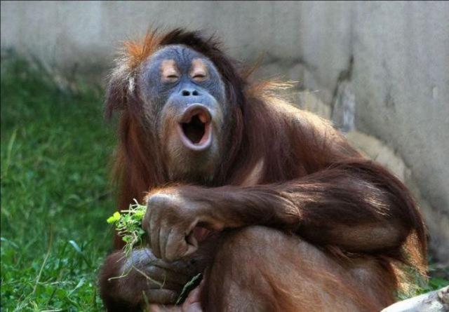 Ржачные и смешные фото про животных до слез - смотреть бесплатно 11
