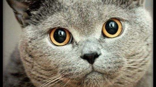 Смешные картинки с надписями про котов - прикольные, ржачные 13