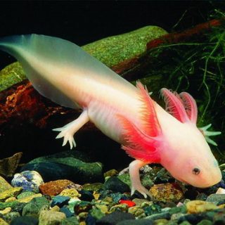 Человеческая рыбка - фото животного