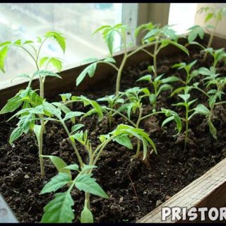 Как вырастить рассаду томатов в домашних условиях, уход 1