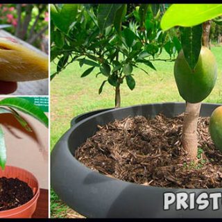 Как вырастить манго из косточки в домашних условиях 1